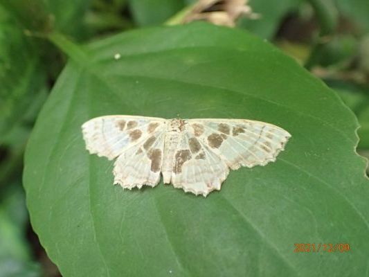 Lepidoptera 萃湖_昆蟲_鱗翅目_大蛾類